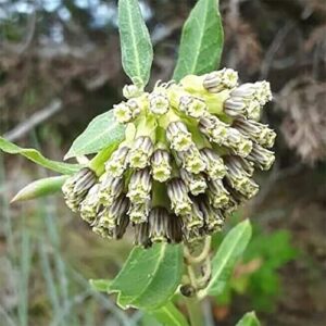 QAUZUY GARDEN 10 Green Comet Milkweed Seeds (Asclepias Viridiflora) Green-Flower Milkweed | Striking Showy Fast-Growing Perennial Flower | Attract Pollinators
