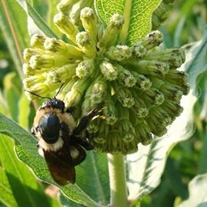 QAUZUY GARDEN 10 Green Comet Milkweed Seeds (Asclepias Viridiflora) Green-Flower Milkweed | Striking Showy Fast-Growing Perennial Flower | Attract Pollinators