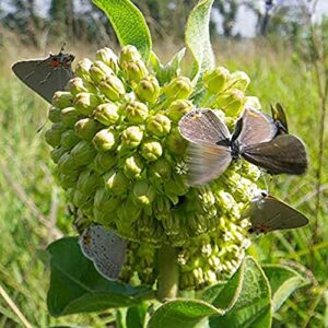 QAUZUY GARDEN 10 Green Comet Milkweed Seeds (Asclepias Viridiflora) Green-Flower Milkweed | Striking Showy Fast-Growing Perennial Flower | Attract Pollinators