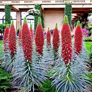 20 tower of jewels (echium wildpretii) red hummingbird flower plant garden seeds