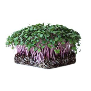 purple vienna kohlrabi garden seeds – 1 oz – non-gmo, heirloom vegetable gardening & microgreens seeds