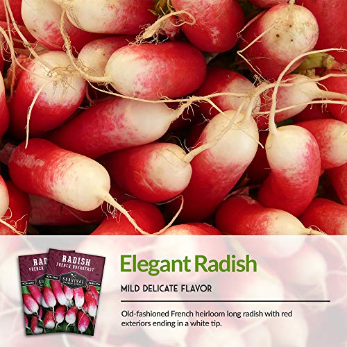 Survival Garden Seeds - French Breakfast Radish Seed for Planting - Pack with Instructions to Plant and Grow Long Radishes to Eat in Your Home Vegetable Garden - Non-GMO Heirloom Variety