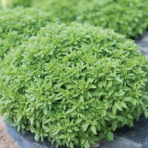 david’s garden seeds herb basil spicy bush 5977 (green) 200 non-gmo, heirloom seeds