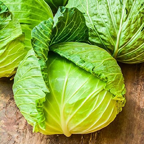 David's Garden Seeds Cabbage Brunswick FBA-5846 (Green) 50 Non-GMO, Heirloom Seeds