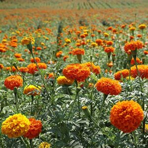 2000+marigold seeds for planting outdoors in garden & outdoor，marigold seeds bulk packets,marigold seed mix yellow and gold color