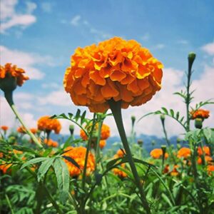 2000+Marigold Seeds for Planting Outdoors in Garden & Outdoor，Marigold Seeds Bulk Packets,Marigold Seed Mix Yellow and Gold Color