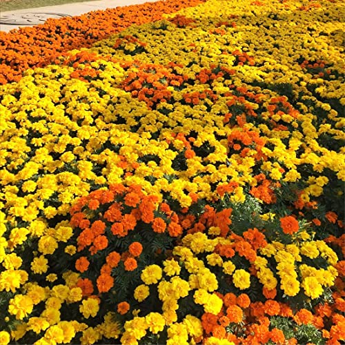 2000+Marigold Seeds for Planting Outdoors in Garden & Outdoor，Marigold Seeds Bulk Packets,Marigold Seed Mix Yellow and Gold Color