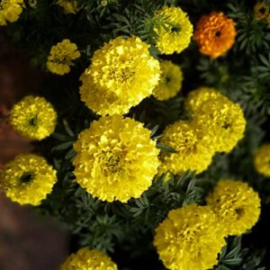 2000+Marigold Seeds for Planting Outdoors in Garden & Outdoor，Marigold Seeds Bulk Packets,Marigold Seed Mix Yellow and Gold Color