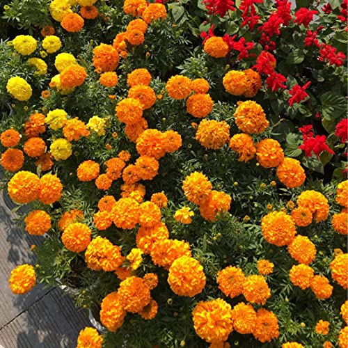 2000+Marigold Seeds for Planting Outdoors in Garden & Outdoor，Marigold Seeds Bulk Packets,Marigold Seed Mix Yellow and Gold Color