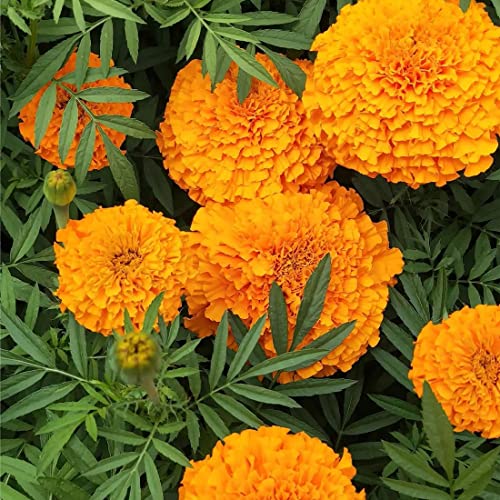 2000+Marigold Seeds for Planting Outdoors in Garden & Outdoor，Marigold Seeds Bulk Packets,Marigold Seed Mix Yellow and Gold Color