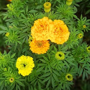 2000+Marigold Seeds for Planting Outdoors in Garden & Outdoor，Marigold Seeds Bulk Packets,Marigold Seed Mix Yellow and Gold Color