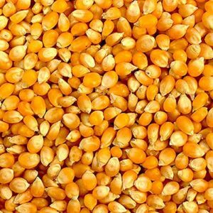 Yellow Popcorn Seed for Growing Heirloom OP Open Pollinated Non-GMO Garden Seed 25 Seeds by Country Creek Acres