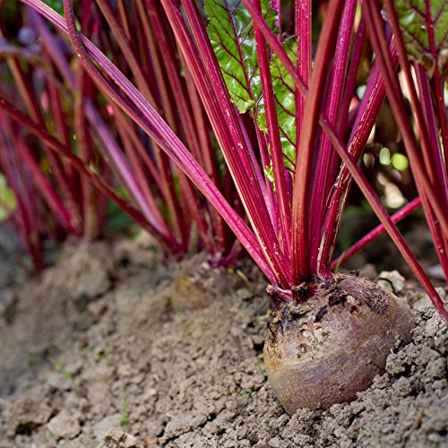 Early Wonder Tall Top Beet Seeds - 8 Gram Packet - Non-GMO, Heirloom - Vegetable Garden, Microgreens, Root Crops