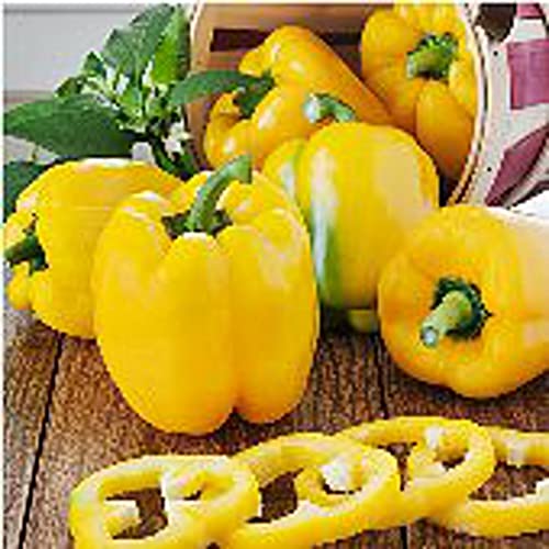 Yellow Belle II Sweet Peppers Seeds (20+ Seeds) | Non GMO | Vegetable Fruit Herb Flower Seeds for Planting | Home Garden Greenhouse Pack