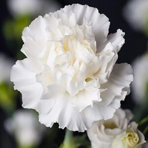 outsidepride dianthus caryophyllus carnation white garden cut flower seeds – 2000 seeds