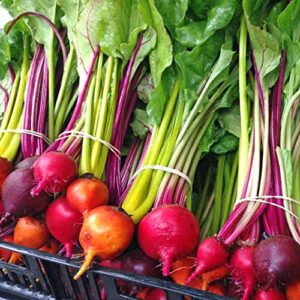 "Rainbow Mix" Beet Seeds for Planting, 50+ Heirloom Seeds Per Packet, Non GMO Seeds, Botanical Name: Beta vulgaris, Great Home Garden Gift