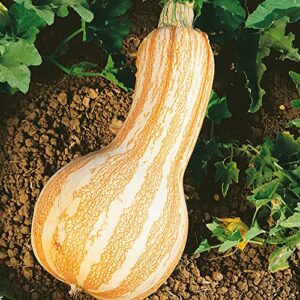 organic cushaw orange stripe pumpkin seeds – 4 g packet ~32 seeds – non-gmo, certified organic, heirloom – vegetable garden – cucurbita mixta