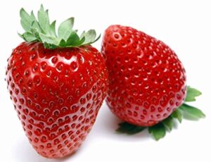 eversweet everbearing strawberry 10 bare root plants – super sweet
