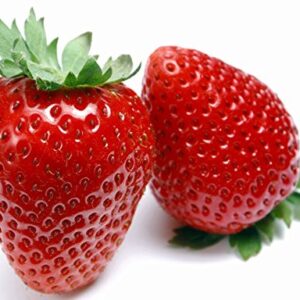 Eversweet Everbearing Strawberry 10 Bare Root Plants - Super Sweet