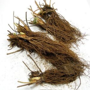 Eversweet Everbearing Strawberry 10 Bare Root Plants - Super Sweet