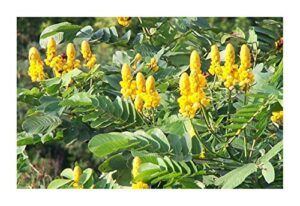cassia alata/candlestick/candelabra bush seeds. butterfly garden. butterfly host plant. magnificent yellow flowers! fast growing shrubs. grown in/shipped from usa. (20+ seeds)