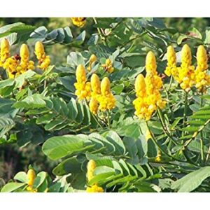 Cassia Alata/Candlestick/Candelabra Bush Seeds. Butterfly Garden. Butterfly Host Plant. Magnificent Yellow Flowers! Fast Growing shrubs. Grown in/Shipped from USA. (20+ Seeds)