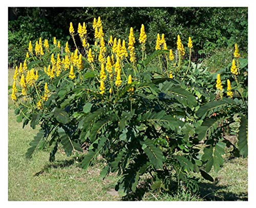 Cassia Alata/Candlestick/Candelabra Bush Seeds. Butterfly Garden. Butterfly Host Plant. Magnificent Yellow Flowers! Fast Growing shrubs. Grown in/Shipped from USA. (20+ Seeds)