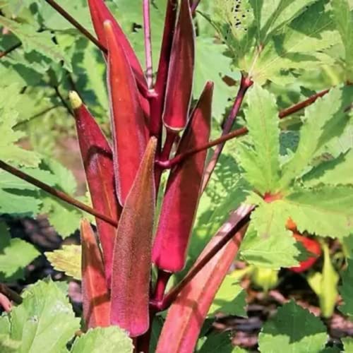 CHUXAY GARDEN Burgundy Okra,Red Okra,Abelmoschus Esculentus 420 Seeds Non-GMO Vegetable Seed Self-Seeding Green Organic Plants High Germination Rate