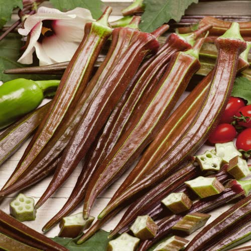 CHUXAY GARDEN Burgundy Okra,Red Okra,Abelmoschus Esculentus 420 Seeds Non-GMO Vegetable Seed Self-Seeding Green Organic Plants High Germination Rate