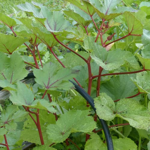 CHUXAY GARDEN Burgundy Okra,Red Okra,Abelmoschus Esculentus 420 Seeds Non-GMO Vegetable Seed Self-Seeding Green Organic Plants High Germination Rate