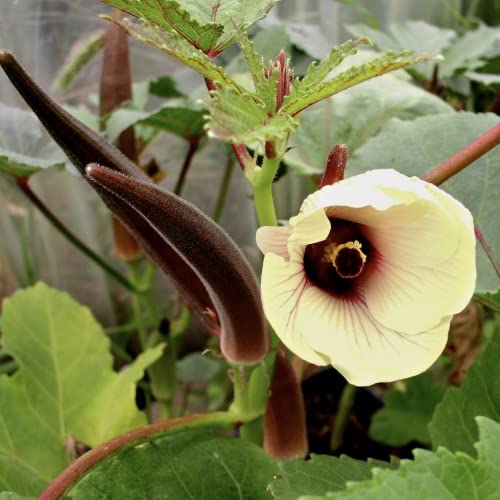 CHUXAY GARDEN Burgundy Okra,Red Okra,Abelmoschus Esculentus 420 Seeds Non-GMO Vegetable Seed Self-Seeding Green Organic Plants High Germination Rate