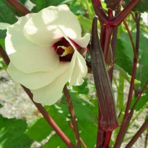 CHUXAY GARDEN Burgundy Okra,Red Okra,Abelmoschus Esculentus 420 Seeds Non-GMO Vegetable Seed Self-Seeding Green Organic Plants High Germination Rate