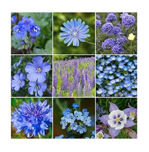 david’s garden seeds wildflower singing the blues mix fba-00079 (blue) 200 non-gmo, heirloom seeds