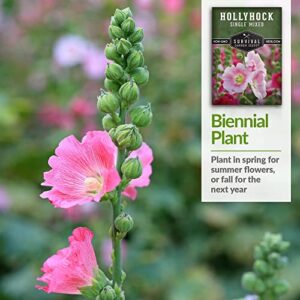 Survival Garden Seeds - Single Mixed Hollyhock Seed for Planting - 2 Packs with Instructions to Plant and Grow Colorful Spikes of Flowers in Your Home Vegetable Garden - Non-GMO Heirloom Variety