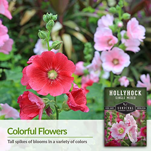 Survival Garden Seeds - Single Mixed Hollyhock Seed for Planting - 2 Packs with Instructions to Plant and Grow Colorful Spikes of Flowers in Your Home Vegetable Garden - Non-GMO Heirloom Variety