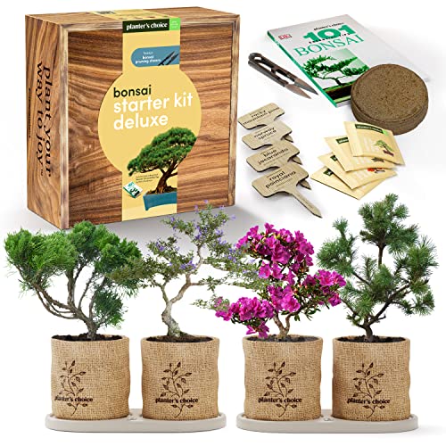 Bonsai Starter Kit - DIY Bonsai Growing Gift - Garden Hobbies for Adults, Women & Men : 4 Unique Tree Seeds, Soil, Pots, Pruning Shears, Plant Markers + Wood Gift Box