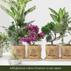 Bonsai Starter Kit - DIY Bonsai Growing Gift - Garden Hobbies for Adults, Women & Men : 4 Unique Tree Seeds, Soil, Pots, Pruning Shears, Plant Markers + Wood Gift Box