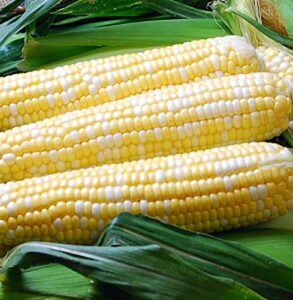 papaw’s garden supply llc. helping the next generation grow! ambrosia sweet corn treated seeds, non-gmo, 1 pack of 400 vegetable seeds