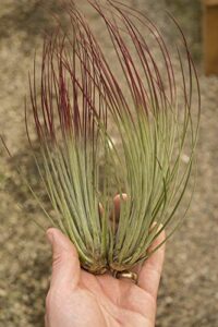 air plant tillandsia juncea red 2 pack (grown and shipped from california)