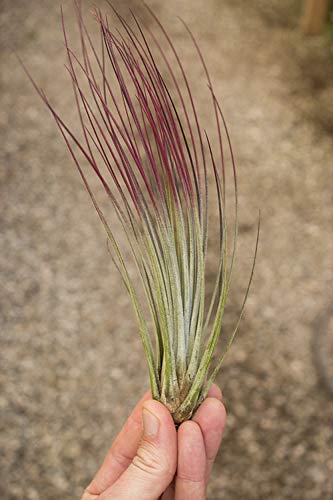 Air Plant Tillandsia Juncea Red 2 Pack (Grown and Shipped from California)