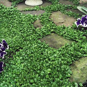 chuxay garden dichondra repens,money grass 100 seeds ground cover landscaping rocks seed new lawn easy care