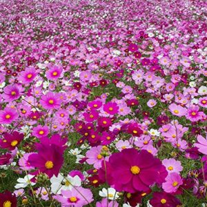 Outsidepride Cosmos Garden Wild Flower Seed Mix - 1/4 LB