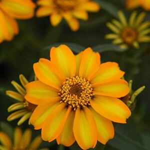 outsidepride zinnia star gold heat & drought tolerant garden cut flowers – 250 seeds