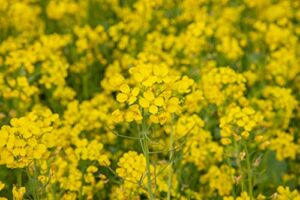 mustard green “white ice” – sweet, spicy, and tender mustard green | usa grown heirloom seeds by liliana’s garden |