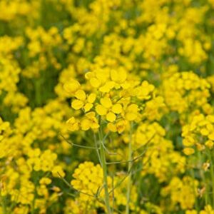 Mustard Green “White Ice” - Sweet, Spicy, and Tender Mustard Green | USA Grown Heirloom Seeds by Liliana's Garden |