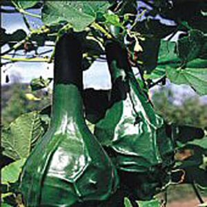 dinosaur gourds seeds (20+ seeds) | non gmo | vegetable fruit herb flower seeds for planting | home garden greenhouse pack