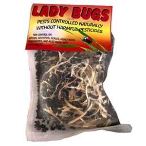 bazos 1500 live ladybugs – bugs for garden – ladybugs – guaranteed live delivery, black (lb-00)