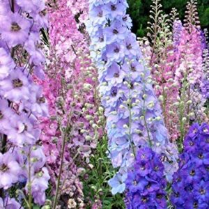 Larkspur Rocket Mix Colors Blend Flower Seeds, 250+ Flower Seeds Per Packet, (Isla's Garden Seeds), Non GMO & Heirloom Seeds, Botanical Name: Delphinium ajacis, Great Home Garden Gift