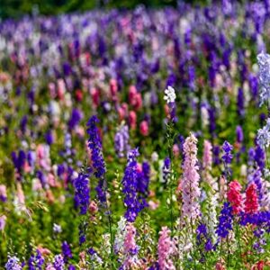 Larkspur Rocket Mix Colors Blend Flower Seeds, 250+ Flower Seeds Per Packet, (Isla's Garden Seeds), Non GMO & Heirloom Seeds, Botanical Name: Delphinium ajacis, Great Home Garden Gift