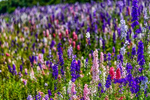 Larkspur Rocket Mix Colors Blend Flower Seeds, 250+ Flower Seeds Per Packet, (Isla's Garden Seeds), Non GMO & Heirloom Seeds, Botanical Name: Delphinium ajacis, Great Home Garden Gift